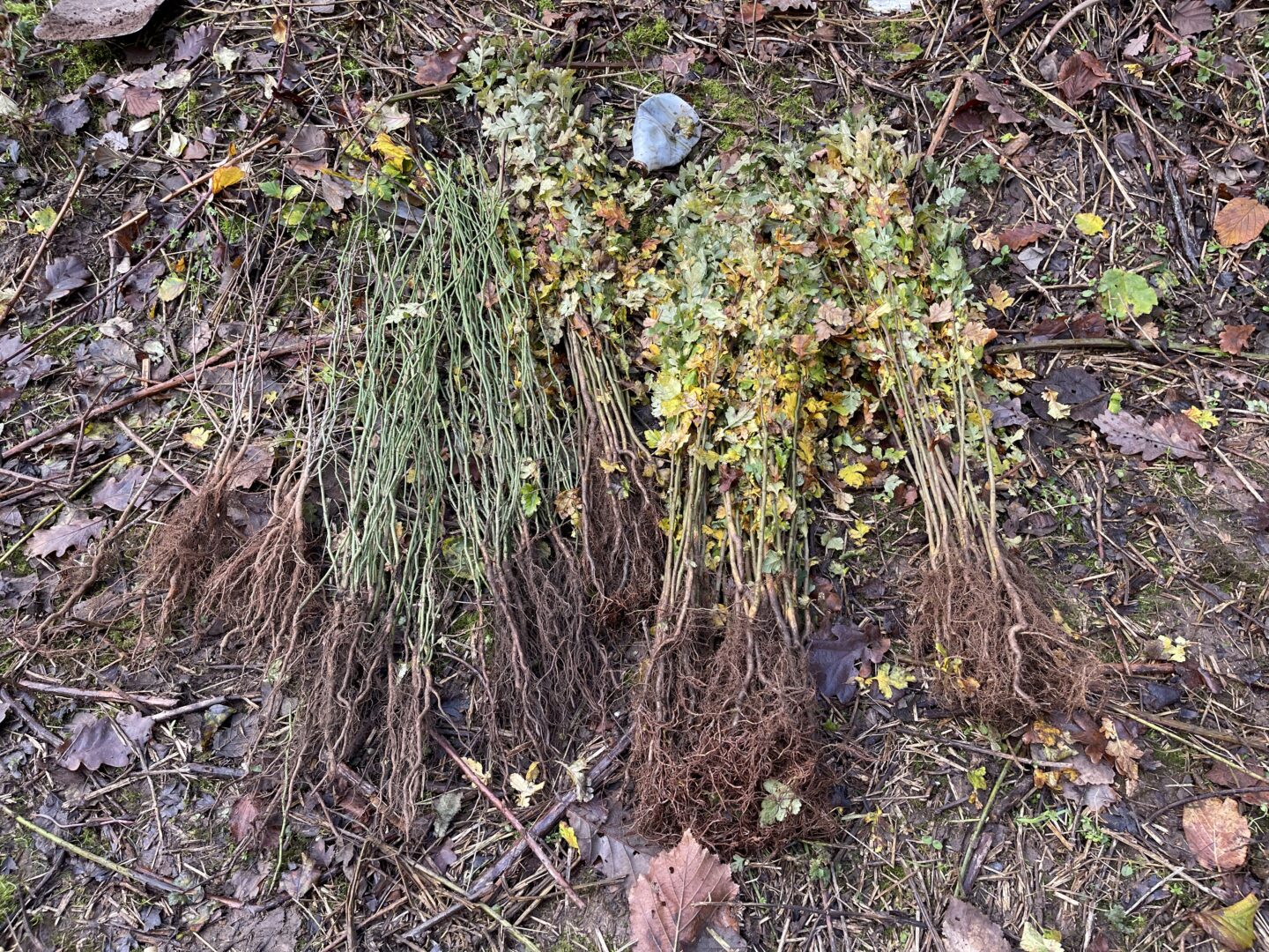 how-to-plant-a-hedgerow-step-by-step-cpre-lancashire